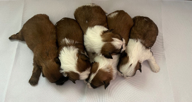 Shih tzu puppy&rsquo;s