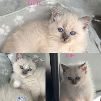Ragdoll kitten full pedigree