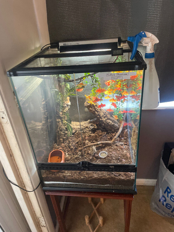 PREMIUM CRESTED GECKO BREEDING COLONY  FULL SETUP  ABSOLUTE BARGAIN!!!