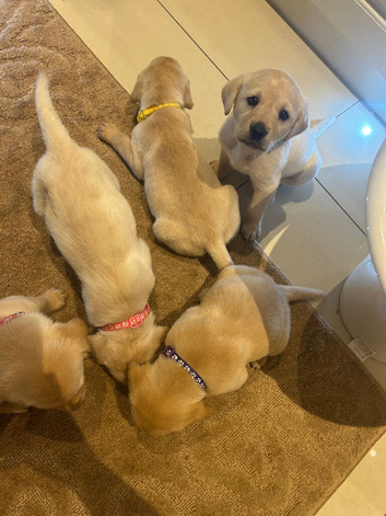 Golden Labrador puppies
