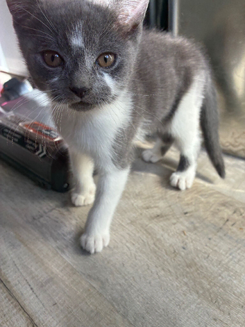 Grey girl ready to leave