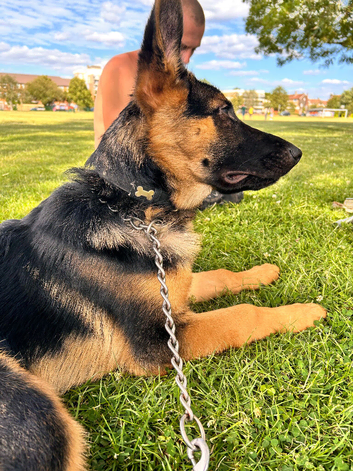 German shepherd