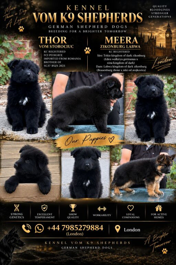 LONG HAIR GERMAN SHEPHERD PUPPIES, TOP BLOODLINES