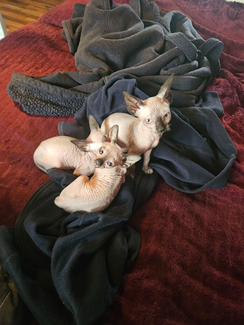 Sphynx kitten
