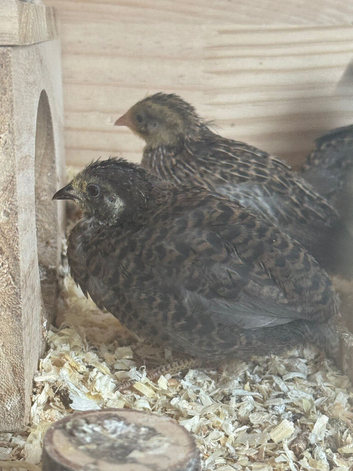 Button Quail