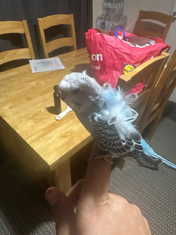Helicopter Hargromo  baby budgie in Dagenham
