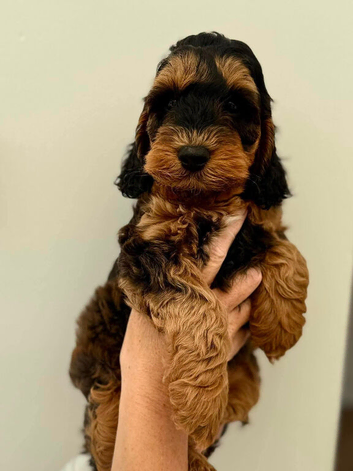 Gorgeous F1 Cockapoo puppies