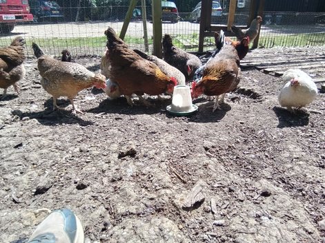 Chickens for sale