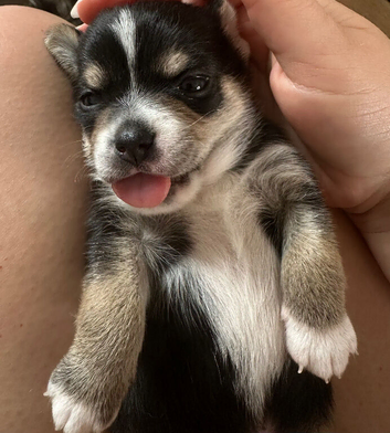 1 LEFT ! Beautiful Chihuahua Boys Available for Reservation