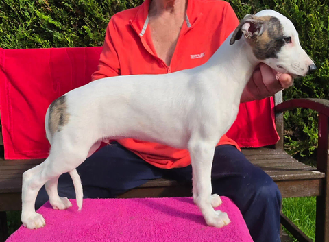 Stunning pure bred Whippet puppy