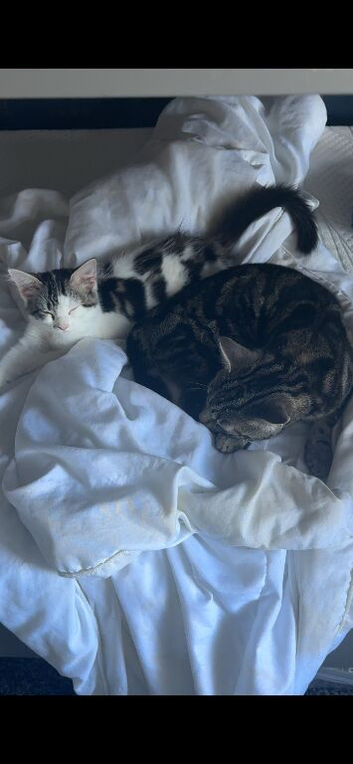 3 month old kitten for sale