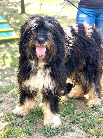 Meet Winnie... the gentle giant Mioritic girl with the biggest heart