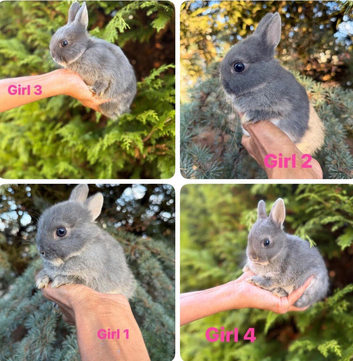 Baby Netherland Dwarf Rabbits Bunny Bunnies