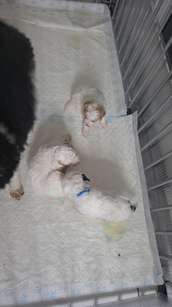 Toy poodles for sale