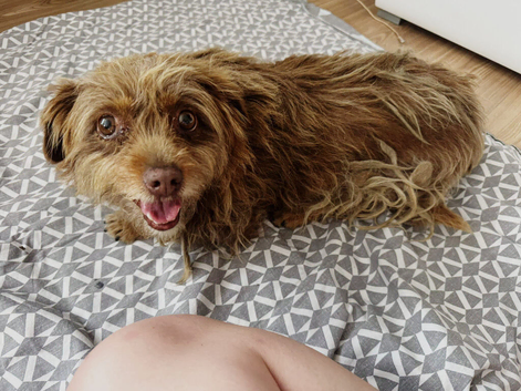 MICA &ndash; The Little Dog Nobody Came Looking For... Until Now