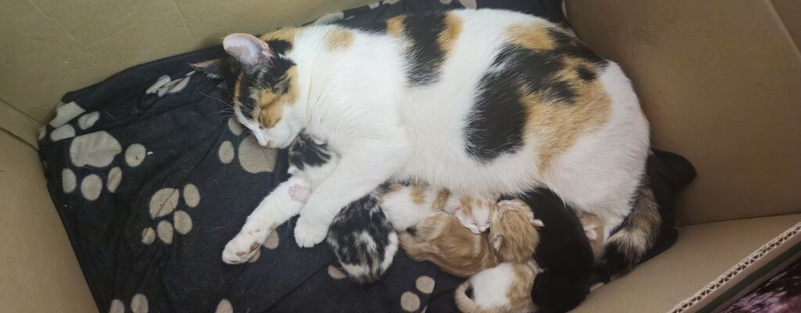 1 black and white kitten for sale 10 weeks