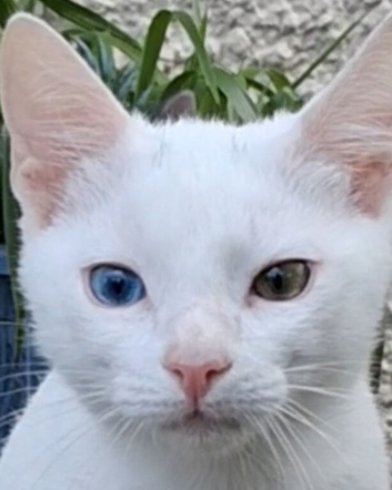 Beautiful pure white male kitten