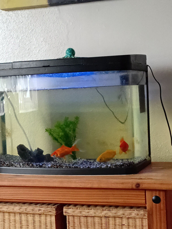 Three healthy Goldfish