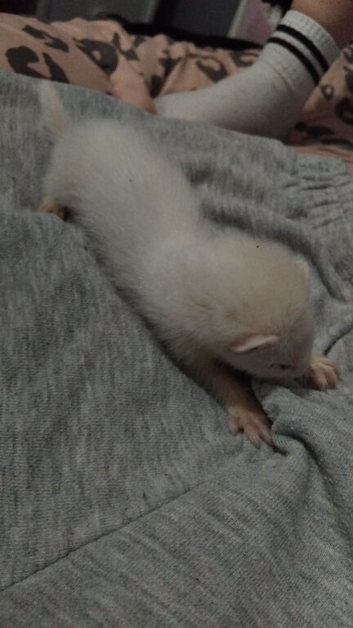 Albino baby ferret