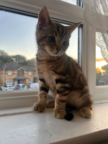 Kitten for sale 25% shorthair 25% silverback bengal 50% tabby