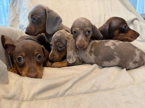Kc miniature smooth haired  dachshunds