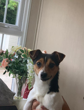 Proven Jack Russell stud 2x