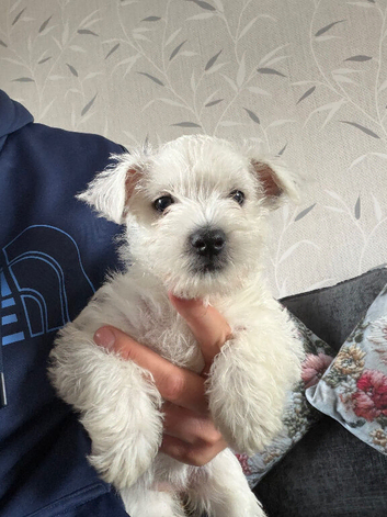 1 Beautiful westies girl left