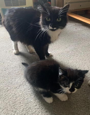 Beautiful tabby and black kittens