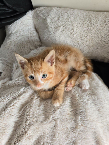 2 male ginger kittens
