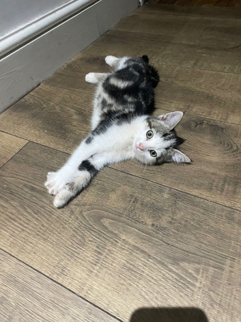 10 week kitten for sale