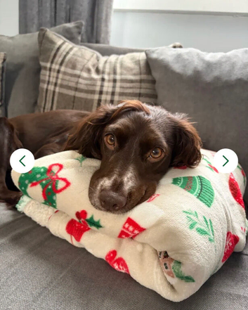 2x cocker spaniels looking for forever sofas .