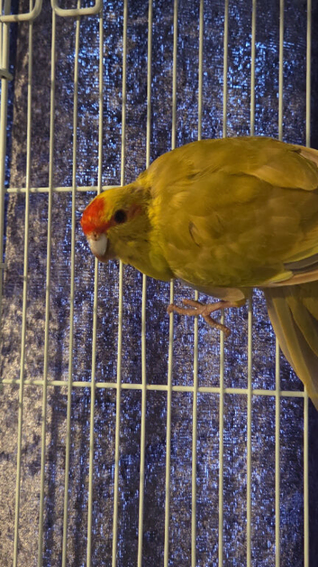 Kakariki