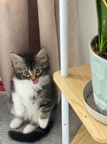 Kitten