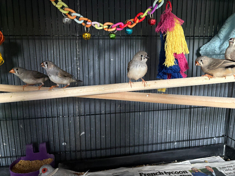 Young grey (normal) zebra finches split for pied