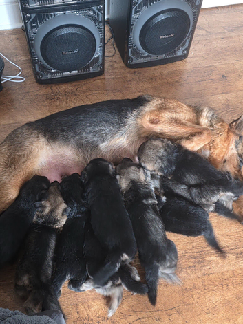German Shepherd Puppies