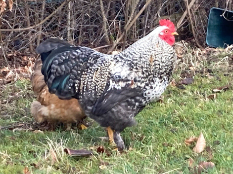 Bantam cockerel - Pekin cross