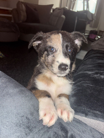 Last female puppy
