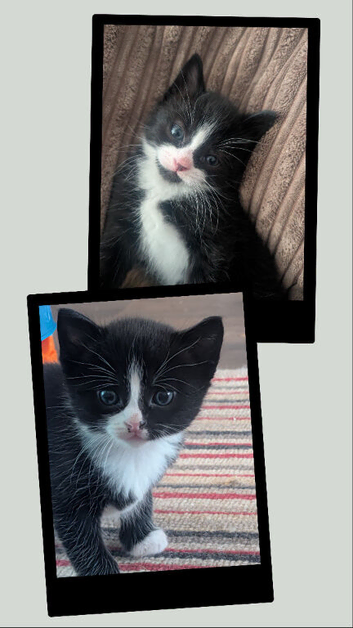 2 Male Tuxedo Kittens For Sale