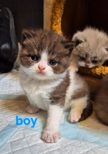 British short hair kittens