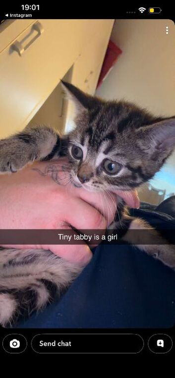 Two kittens available immediately.