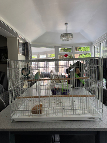 Budgie