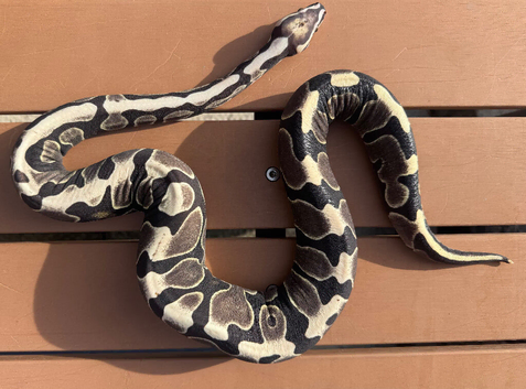 Rare Scaleless/ super micro scale royal (ball) python