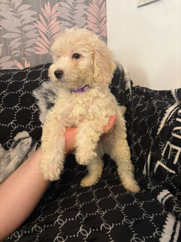 Cockapoo puppies