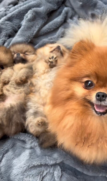 Beautiful Pomeranian Puppies