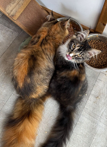 Pedigree Maine coon kitten - LAST GIRL READY now Reduced