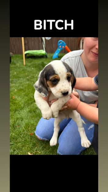 Beautiful bocker puppies