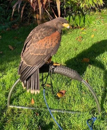 Harris Hawks