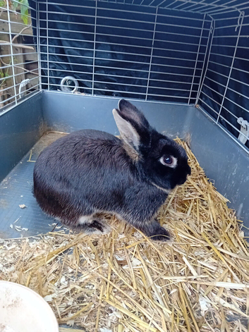 Lionhead rabbits Tamworth