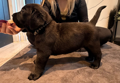Labrador show puppies