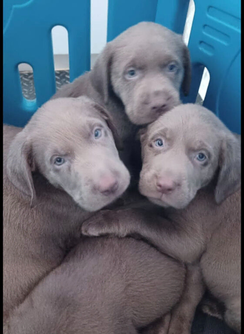 Beautiful Silver labrador pups for sale